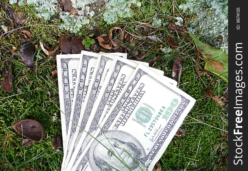 Five one hundred dollar bills showing growth in nature.