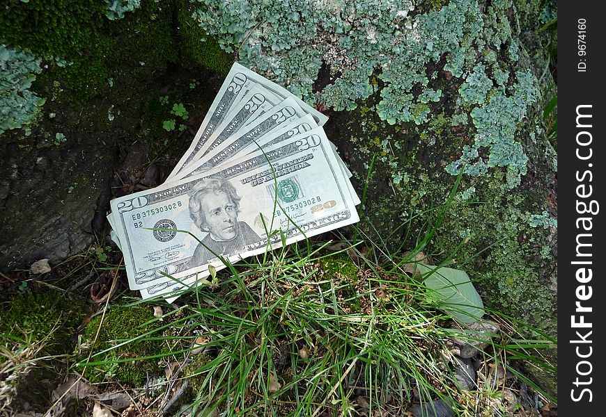 Five twenty dollar bills at the base of a lichen covered tree representing growth and wealth.