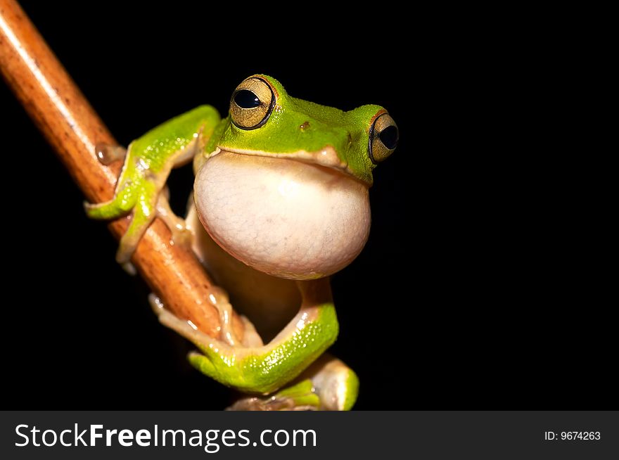 Emerald Green Tree Frog