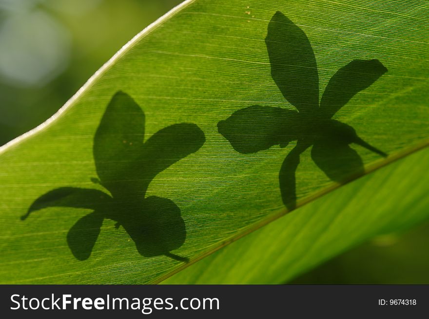 Shadow of Flowers on the leaf
