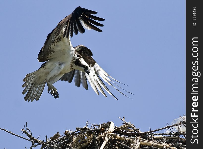 Male Osprey landing in nest