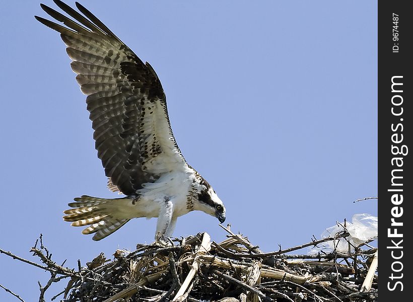 Male Osprey landing in nest