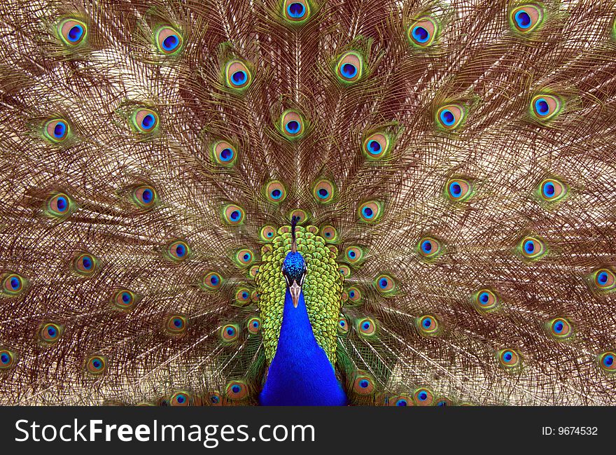 Peacock who has straightened a tail. Peacock who has straightened a tail