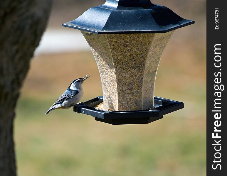 Nuthatch Eating Seeds