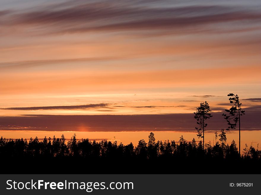 Silhouette of trees on call of the sun