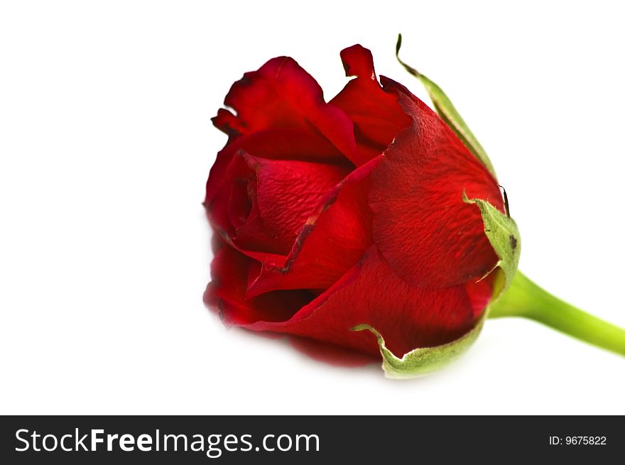 Isolated red rose close up. Isolated red rose close up