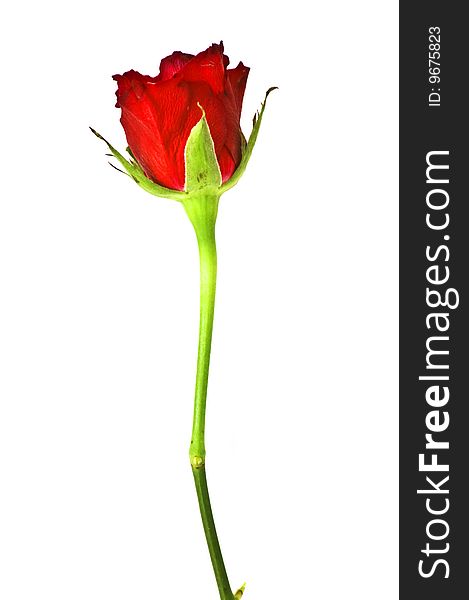 Isolated Red Rose Close-up