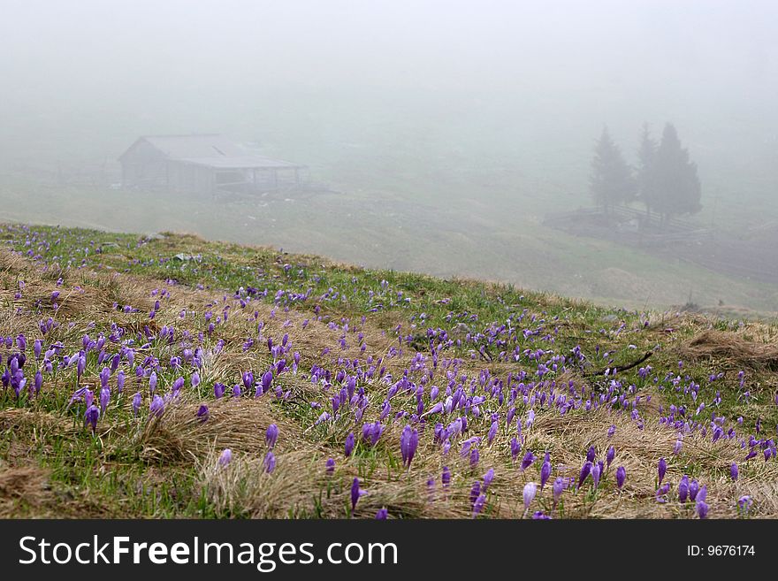 Crocuses blooming in highland on the background of wet ground fog. Crocuses blooming in highland on the background of wet ground fog