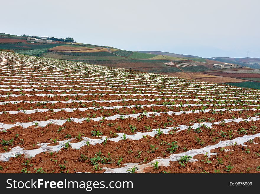 The crop are growing in fields of scene. The crop are growing in fields of scene