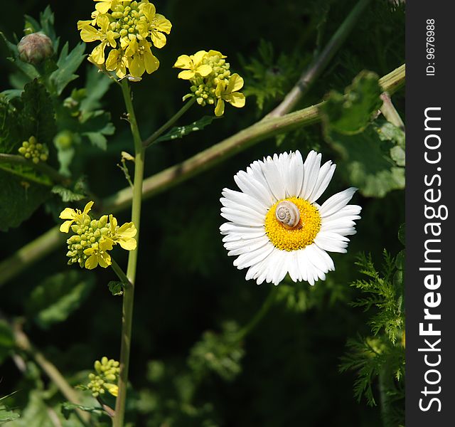 Snail on the ox-eye daisy in summer day