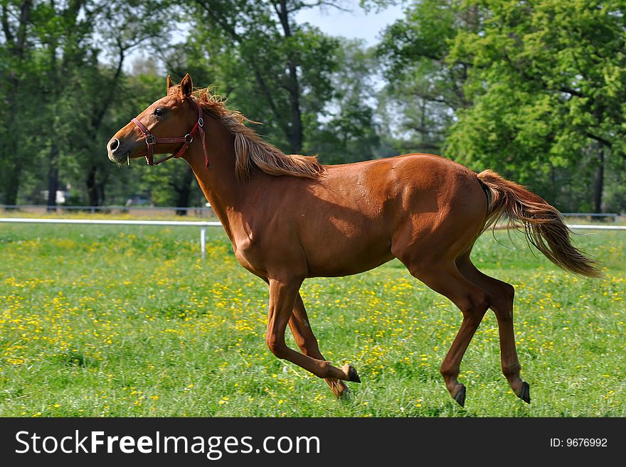 Chestnut horse at a gallop