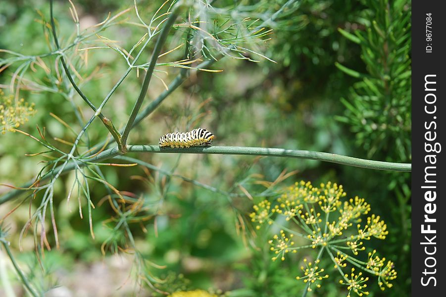 Caterpillar on the fennel going to be a butterfly