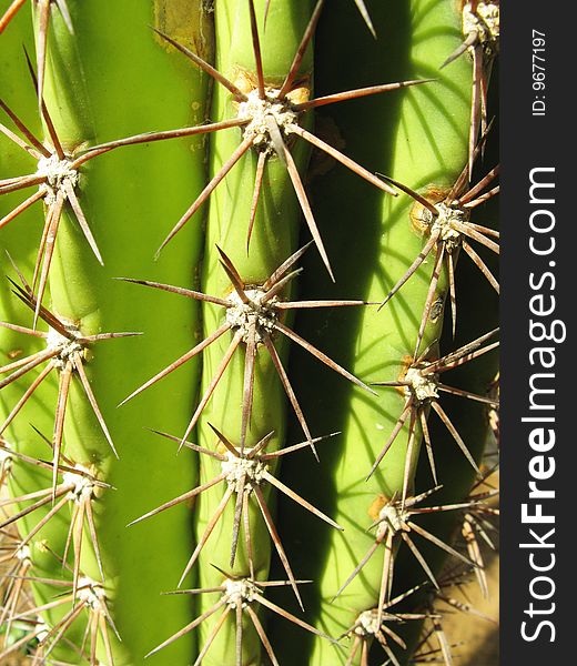 A catus (cactaceae) plant with thorns. A catus (cactaceae) plant with thorns