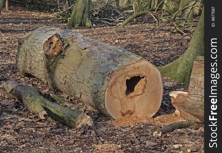 Logs Cut For Charcoal Making