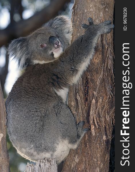 Australian Koala climbing a Eucalyptus tree in a National Park, South Australia. Australian Koala climbing a Eucalyptus tree in a National Park, South Australia