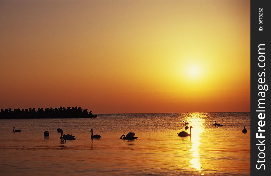 Swans floating in sunset on black sea waves. Swans floating in sunset on black sea waves