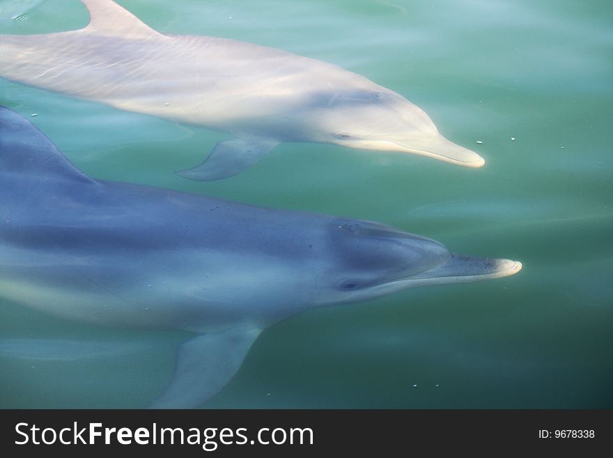 Two Dolphins swimming underwater in the ocean