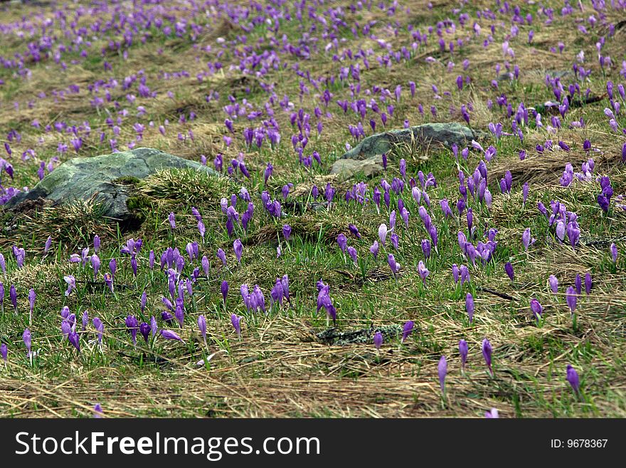 Lilac crocuses blooming in the highland meadow around  big stones