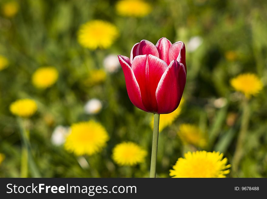 Red tulip with white borders on the dandelions yellow background. Red tulip with white borders on the dandelions yellow background