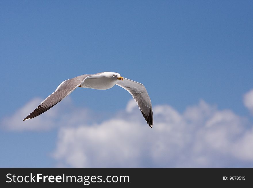 A seagull gracefully flying in front of the shoreline of Madeira Portugal with the clouds on the background. A seagull gracefully flying in front of the shoreline of Madeira Portugal with the clouds on the background