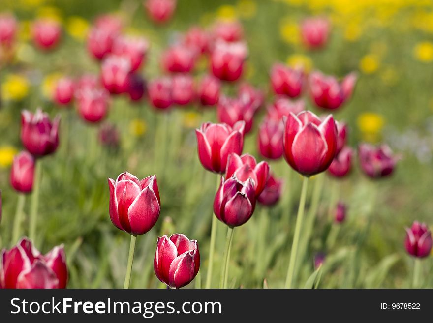 Bright red with white tulips on the green background