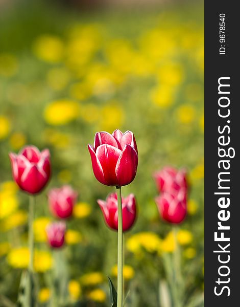 Red tulip with white borders on the dandelions yellow background. Red tulip with white borders on the dandelions yellow background