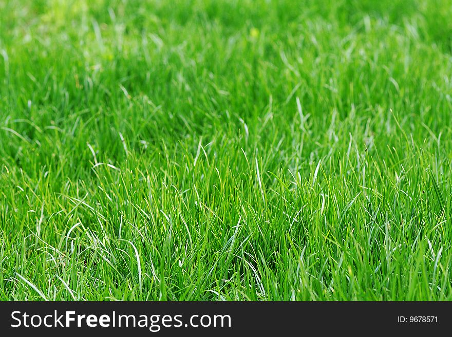 Green grass background, sun light