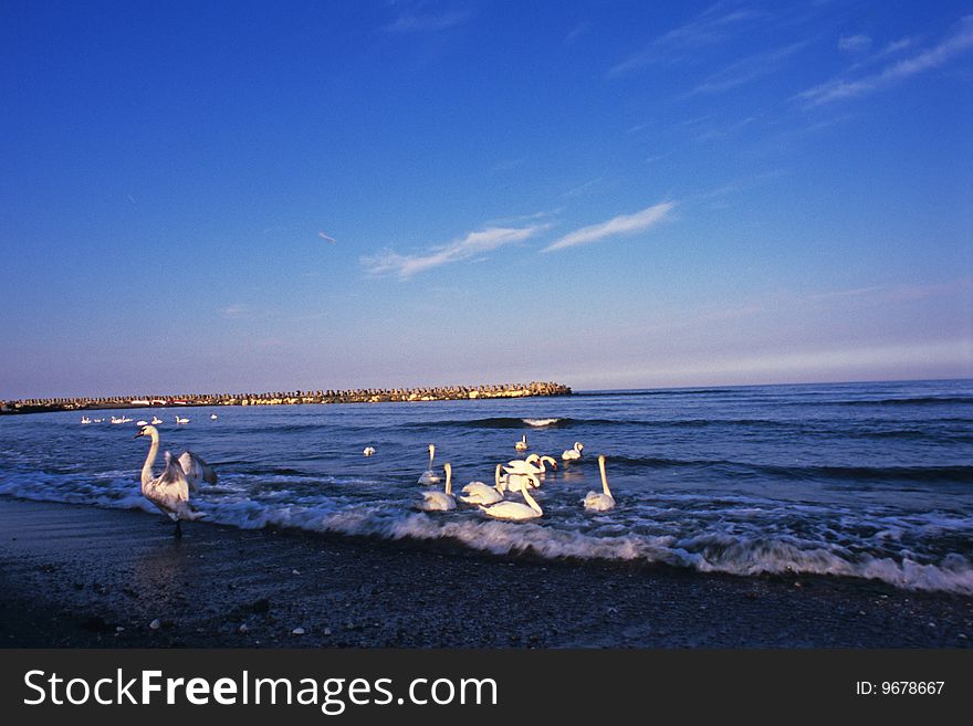 Group of swans in a meeting on black sea. Group of swans in a meeting on black sea