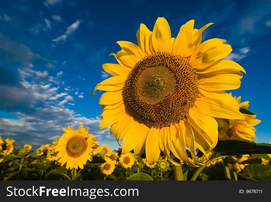 A green and yellow plantation of gold sunflowers on a background of the dark blue cloudy sky. A green and yellow plantation of gold sunflowers on a background of the dark blue cloudy sky