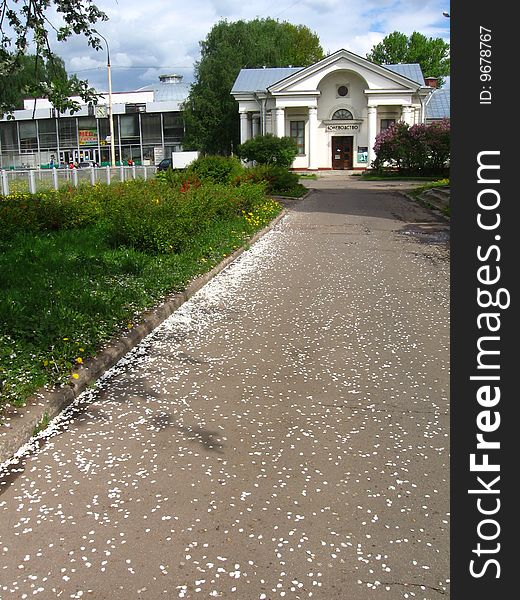 There are a lot of apple-tree petals on the asphalt. There are a lot of apple-tree petals on the asphalt