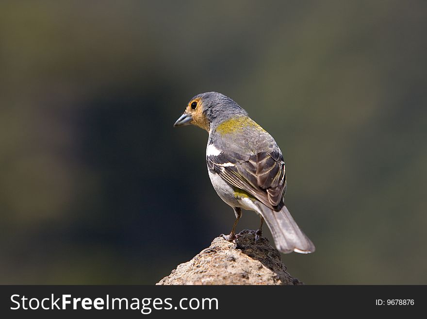 A portrait shot of a chaffinch in Madeira Portugal. A portrait shot of a chaffinch in Madeira Portugal