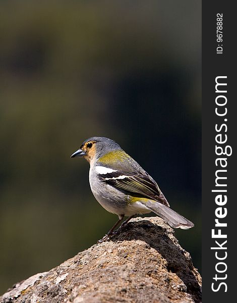A portrait shot of a chaffinch in Madeira Portugal. A portrait shot of a chaffinch in Madeira Portugal