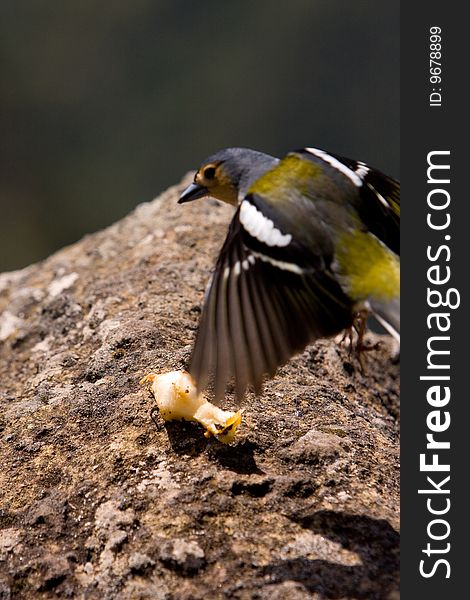 A portrait shot of a chaffinch that is flying in to get a peace of apple in Madeira Portugal. A portrait shot of a chaffinch that is flying in to get a peace of apple in Madeira Portugal