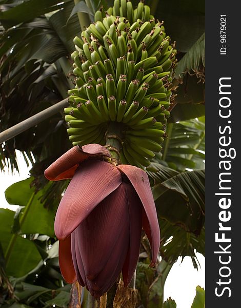 Banana plant with green leaves and a pink knob