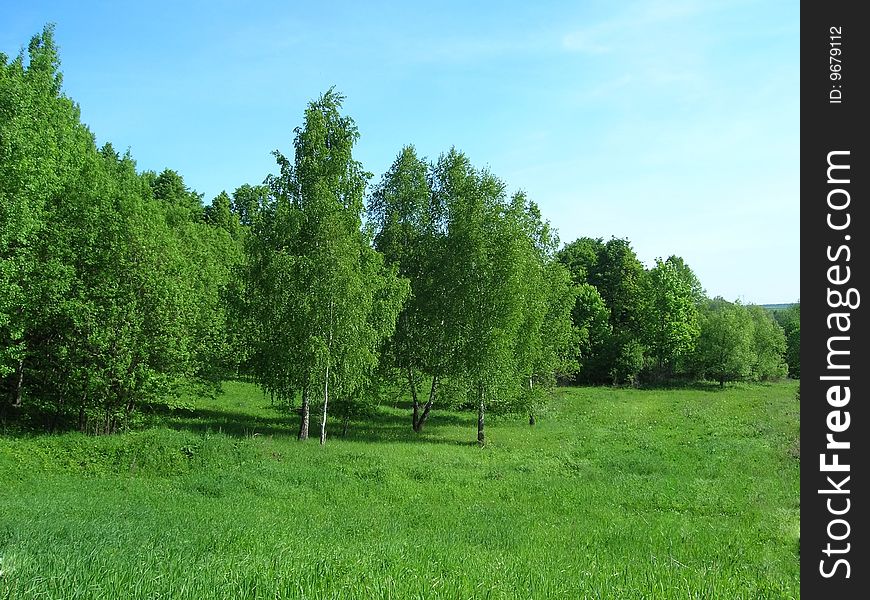 Birch and meadow in june.