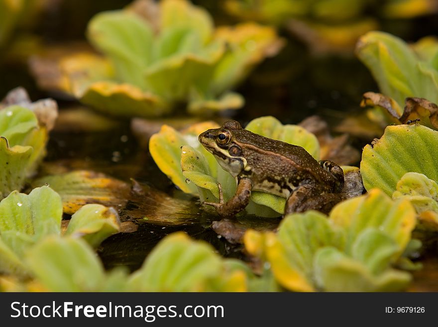 A frog sitting on a water leaf and watching at you. A frog sitting on a water leaf and watching at you