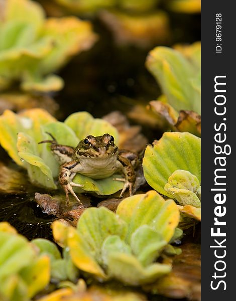 A frog sitting on a water leaf and watching at you