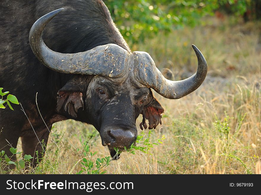 The African buffalo (Syncerus caffer) is one of the most successful grazers in Africa. It lives in swamps, floodplains as well as mopane grasslands and forests of the major mountains of Africa.