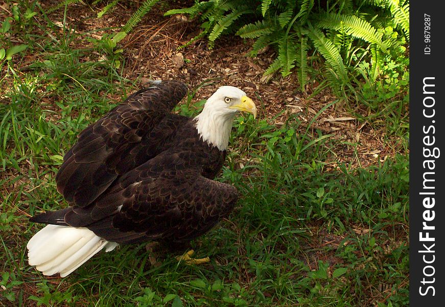 Eagle On Ground
