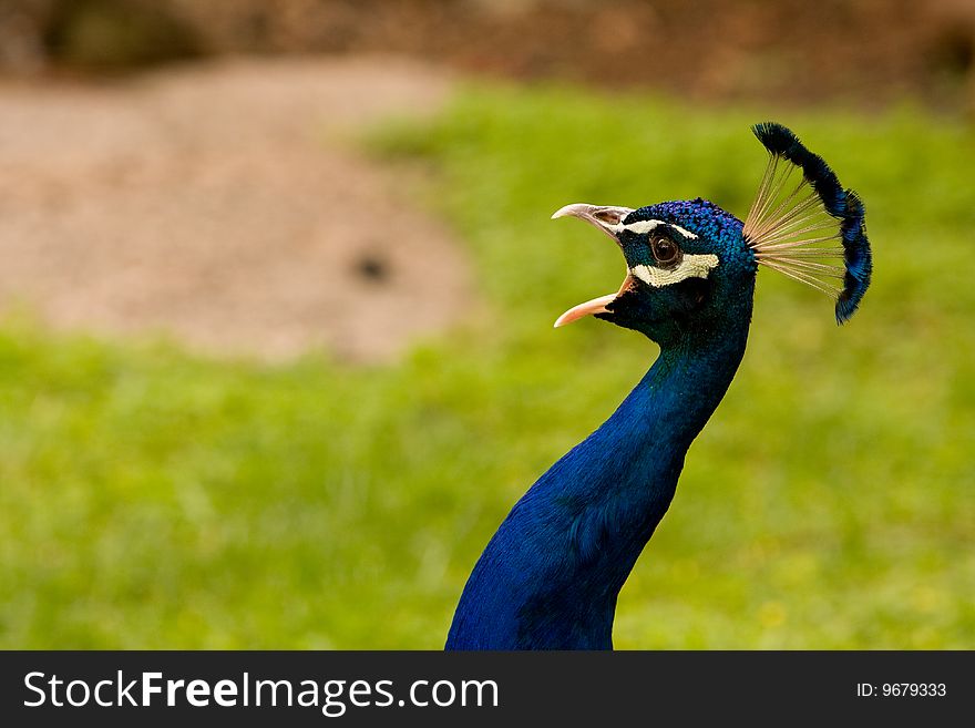 A blue peacock shouting for his family in Madeira Portugal