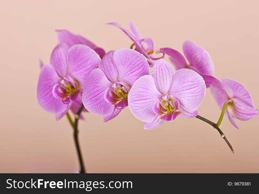 Beautiful orchid, perfect flower, home