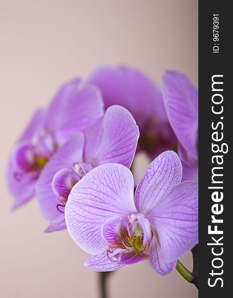 Beautiful orchid, perfect flower home