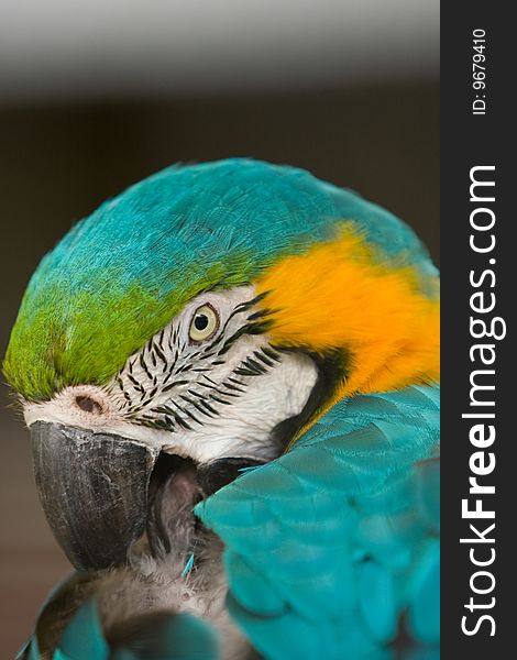 A portrait picture of a colorful parrot. This photo was taken in madeira portugal. A portrait picture of a colorful parrot. This photo was taken in madeira portugal