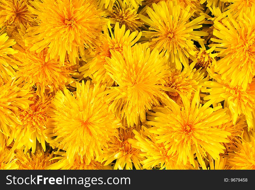 A lot of fresh yellow flowers dandelions for background