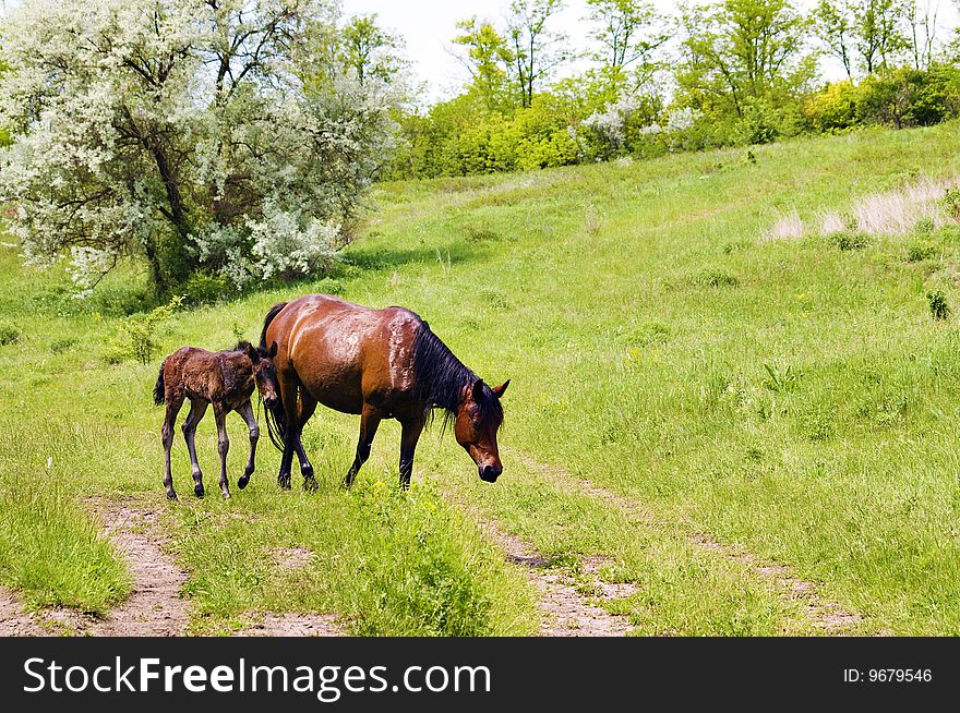 Wild Steppe Horses