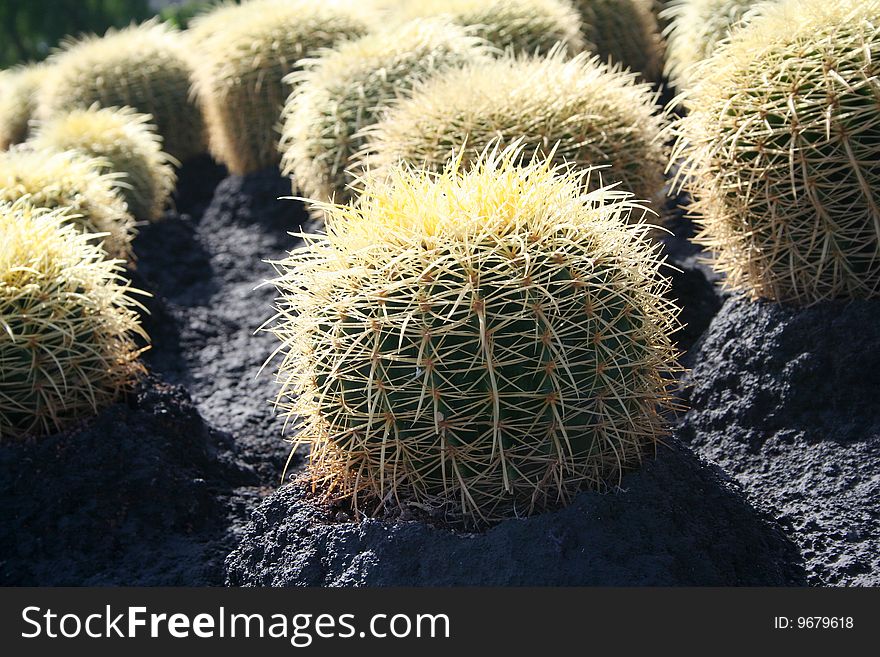 Tropical green cactus in Tenerife island - cacti