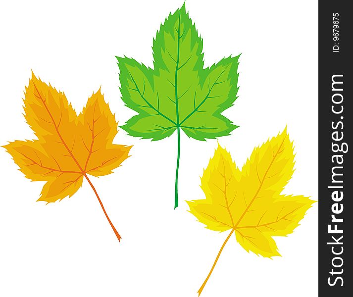 Maple Leaves (Vector)