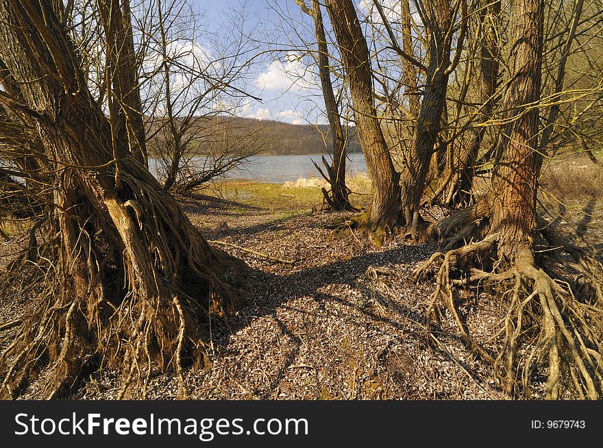 Trees by the lake during the spring drought. Trees by the lake during the spring drought