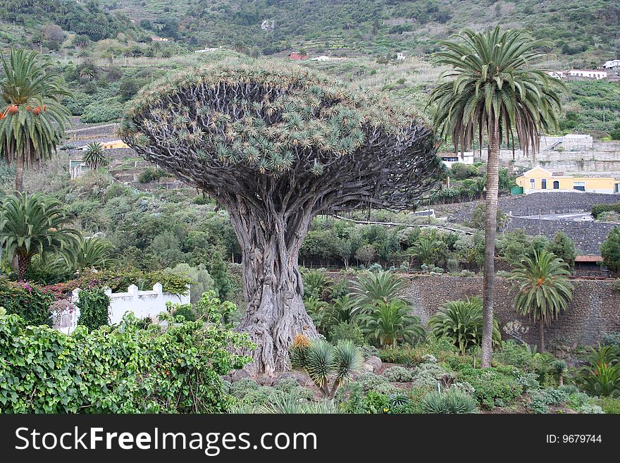 Icod De Los Vinos On Tenerife