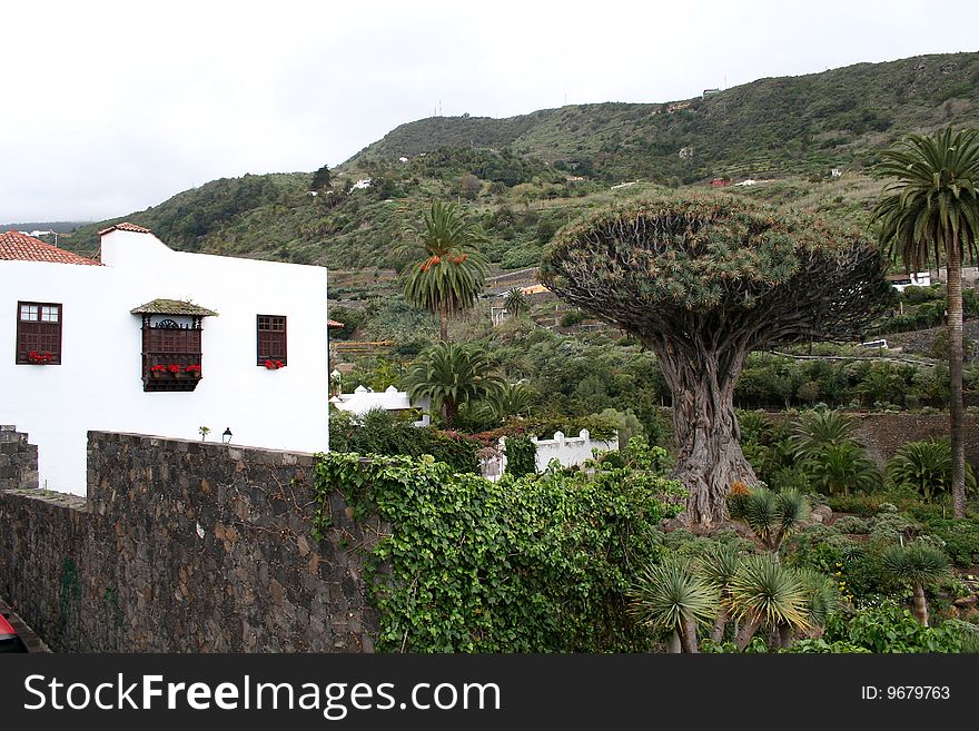 Icod de los vinos on Tenerife island, Dragon tree